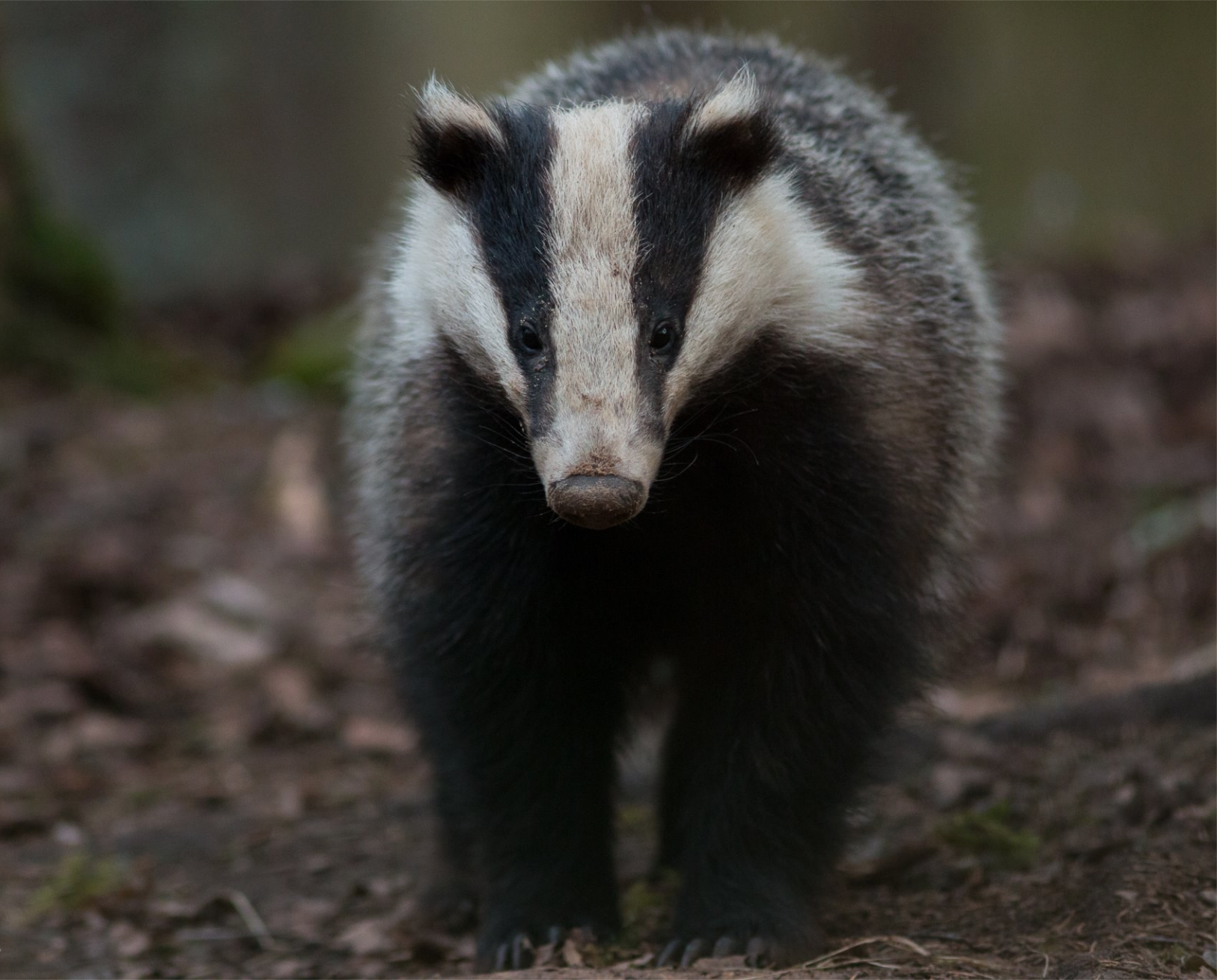 Write To Us About Badgers Looduskalender write-to-us-about-badgers-looduskalender